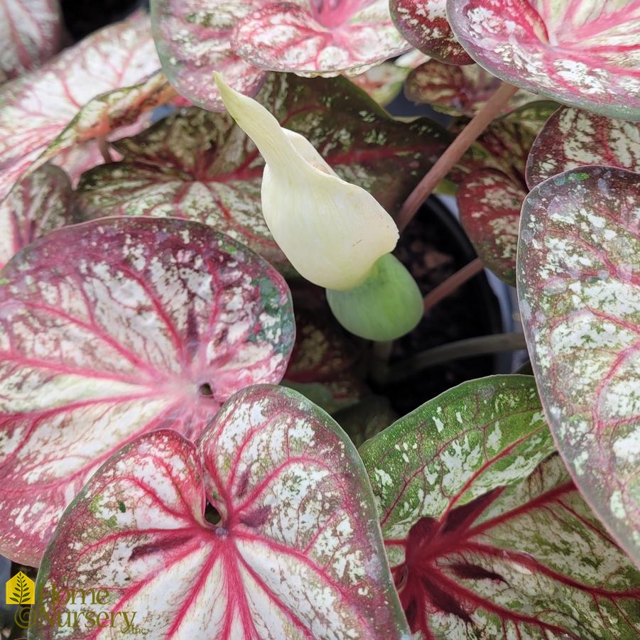 Caladium hortulanum Heart to Heart® 'Xplosion'