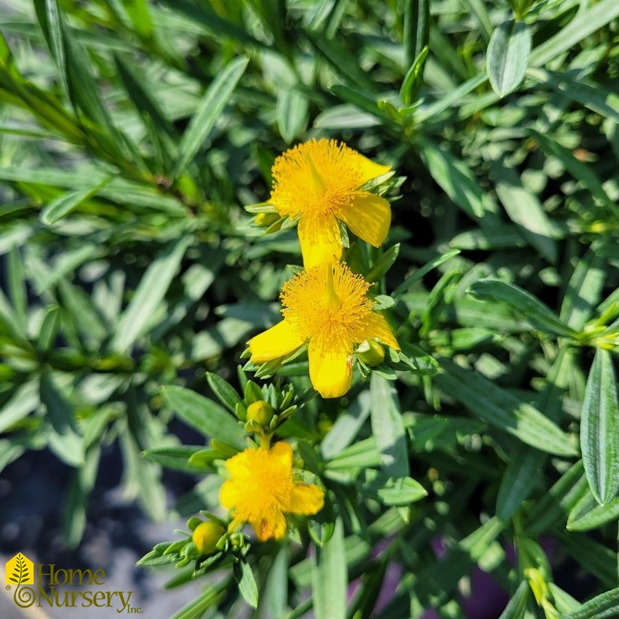 Hypericum Kalmianum Cobalt-N-Gold™