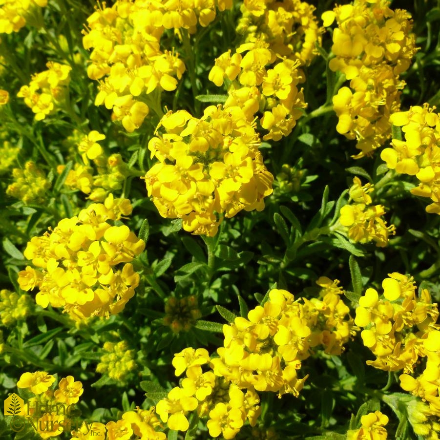 Alyssum wulfenianum 'Golden Spring' Madwort from Home Nursery