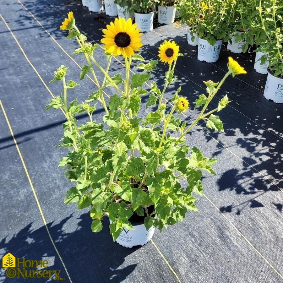 Helianthus x Suncredible® Yellow 