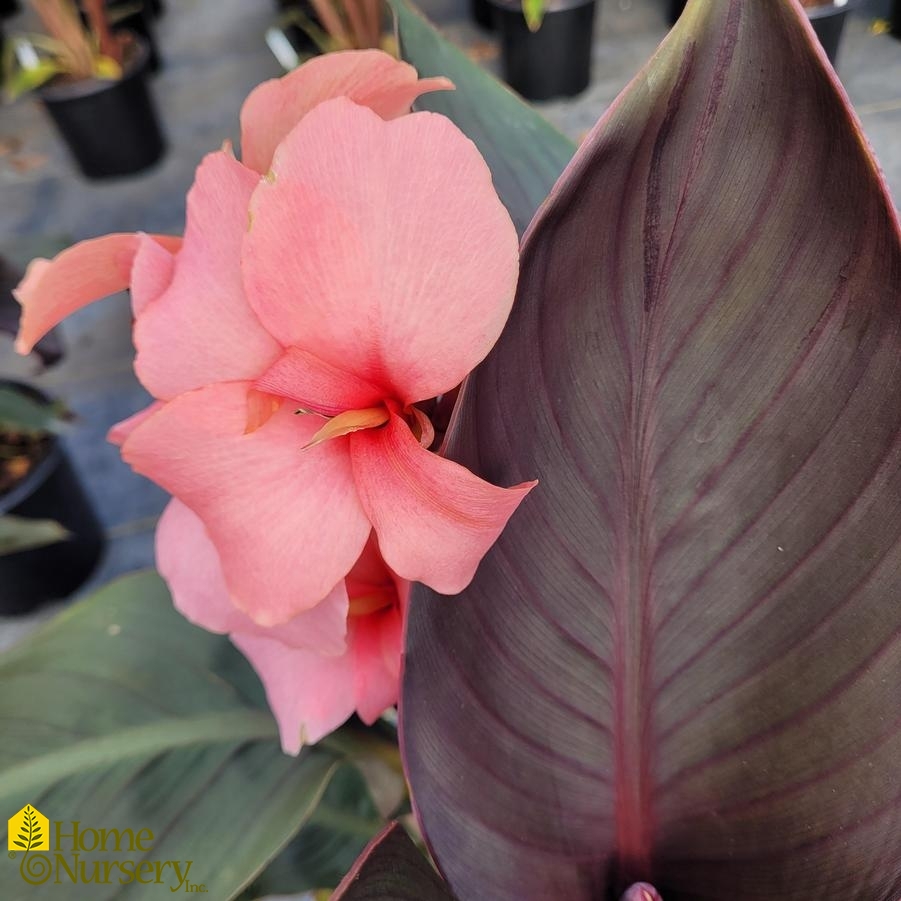 Canna Cannova® Casa Bronze Peach