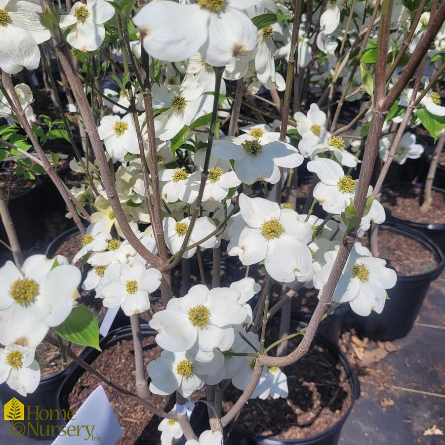 Cornus florida 'Cherokee Princess'