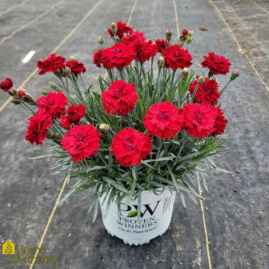 Dianthus x Fruit Punch® 'Maraschino'