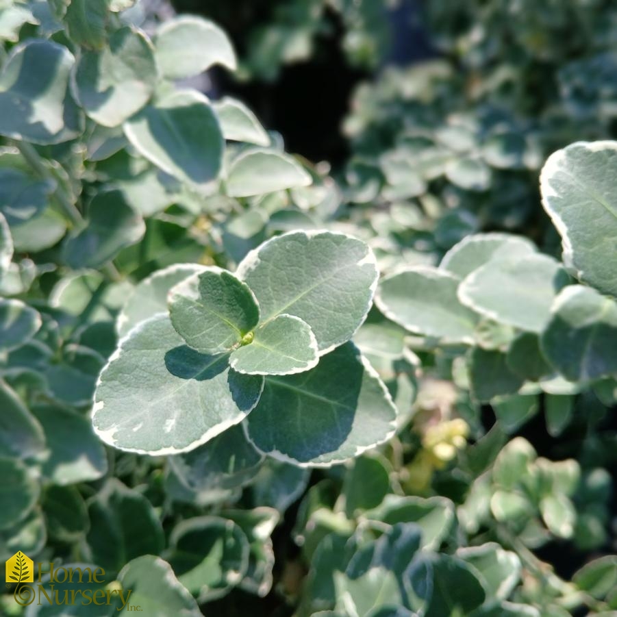 Euonymus fortunei 'Emerald Gaiety'