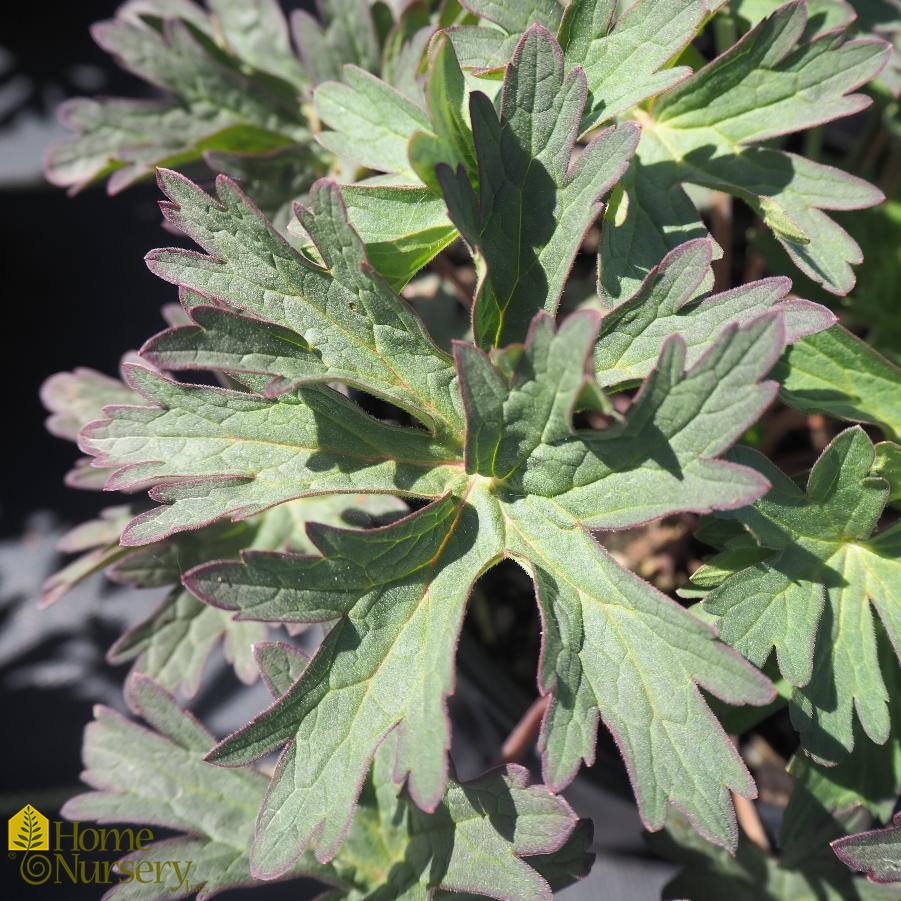 Geranium x pratense 'Boom Chocolatta'