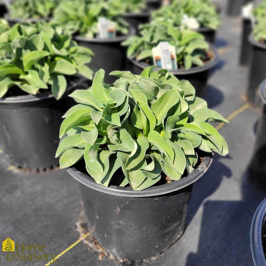 Hosta x 'Blue Mouse Ears'