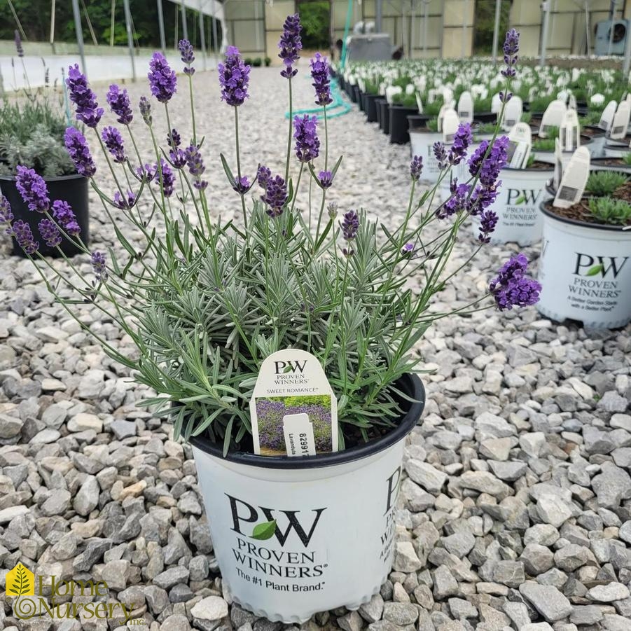 Lavandula angustifolia Sweet Romance®