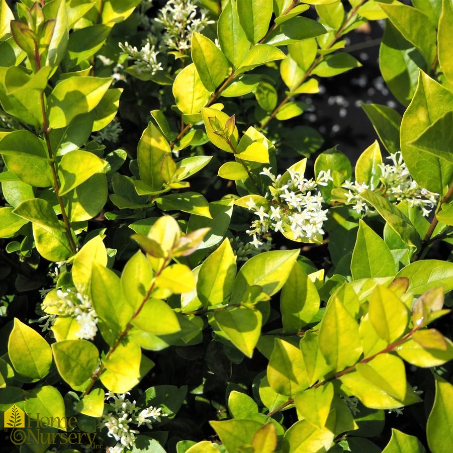 Ligustrum x 'Vicaryi'