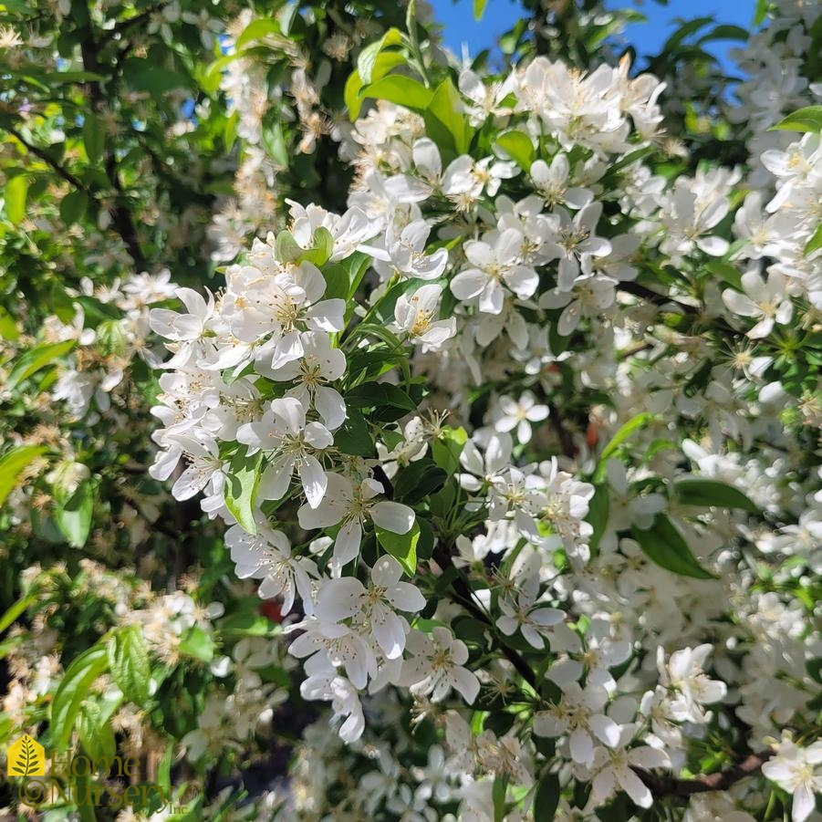 Malus Sugar Tyme®