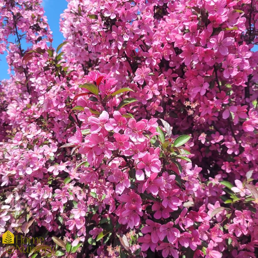 Malus x 'Prairifire'