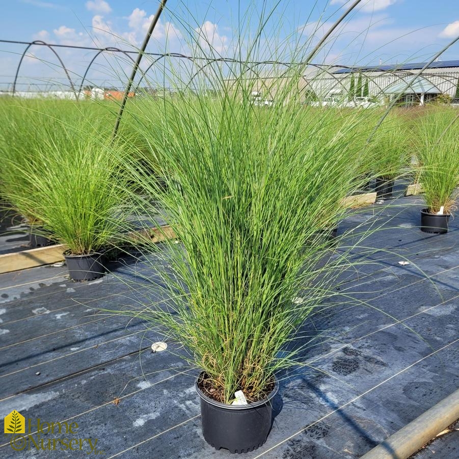 Miscanthus sinensis 'Gracillimus'