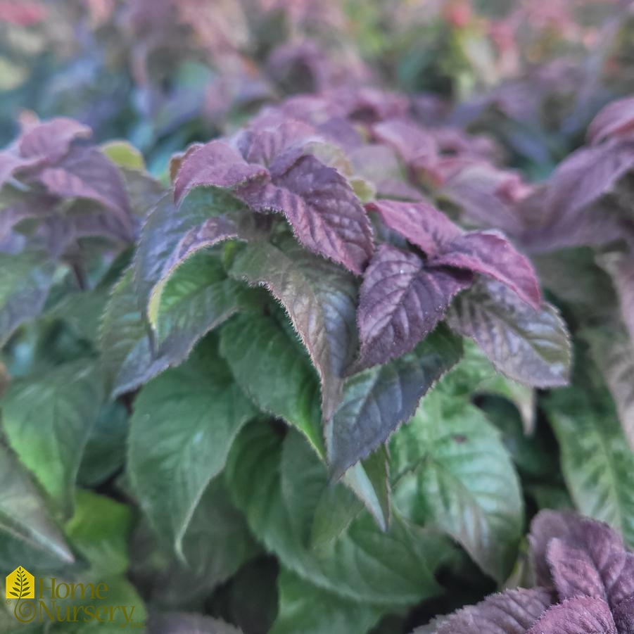 Monarda didyma 'Pardon My Cerise'