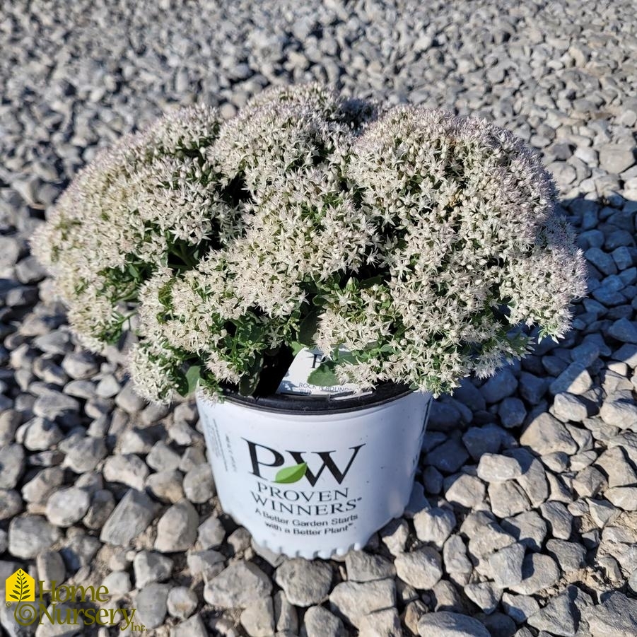 Sedum x Rock 'n Grow® Bundle of Joy
