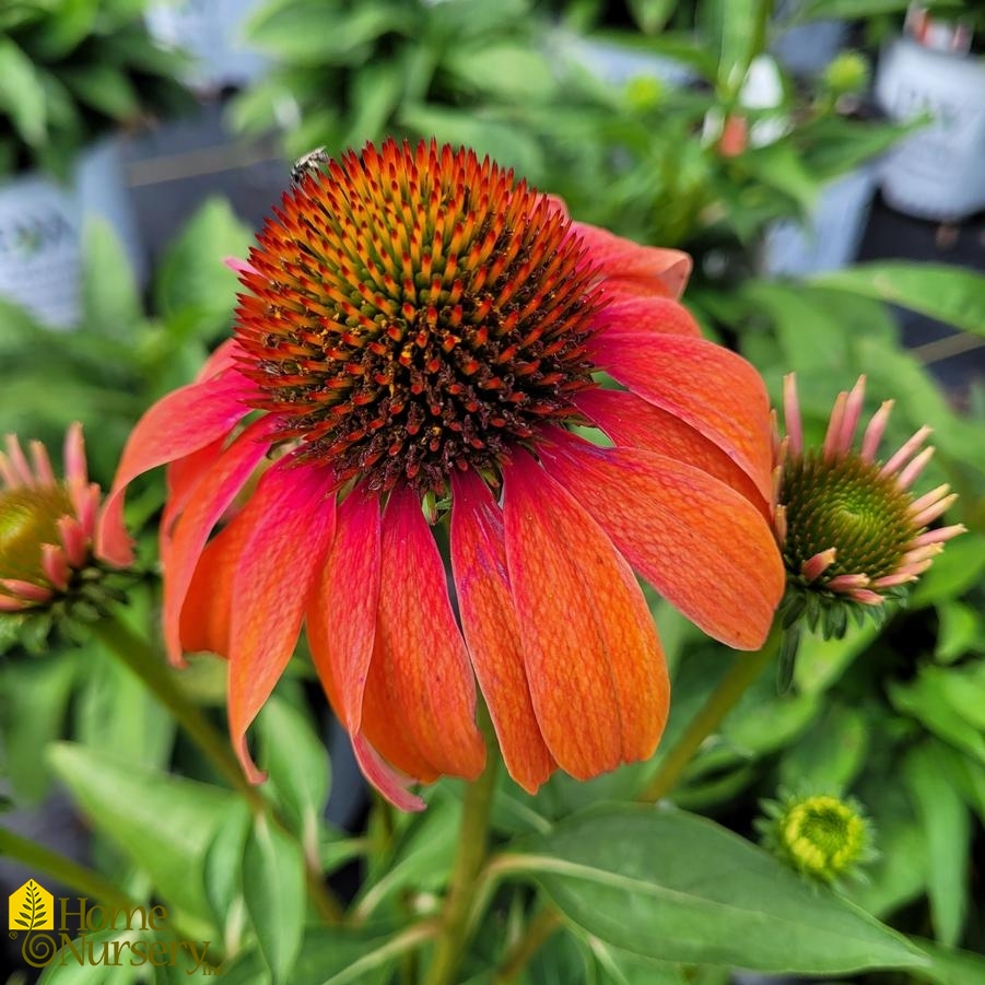 Echinacea x Color Coded™ 'Orange You Awesome'