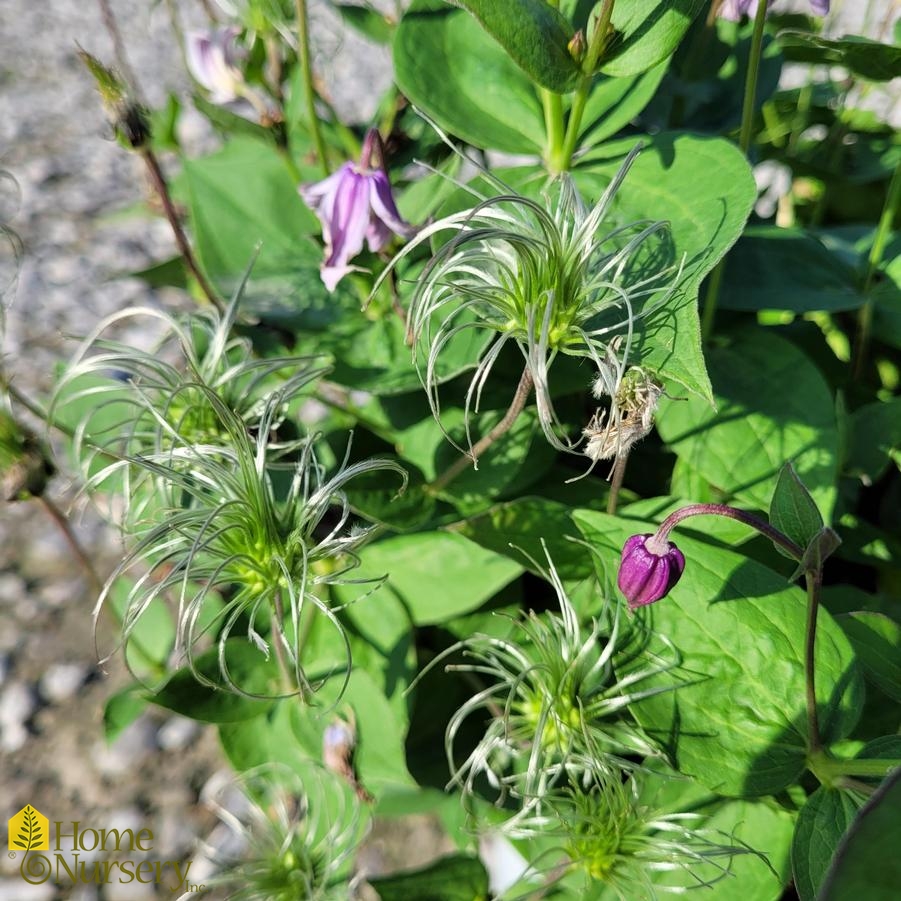 Clematis x 'Stand By Me Lavender'