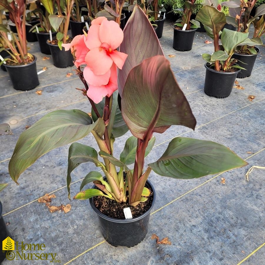 Canna Cannova® Casa Bronze Peach