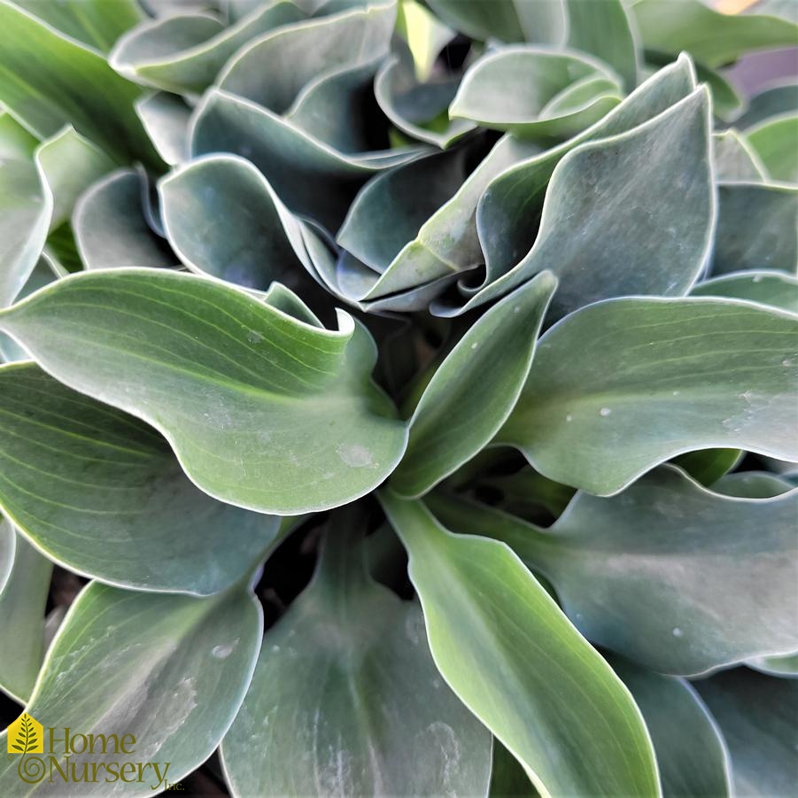 Hosta x 'Blue Mouse Ears'