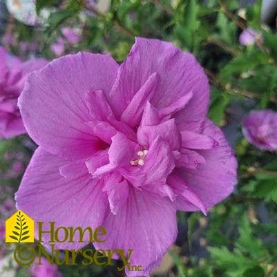 Hibiscus syriacus Dark Lavender Chiffon®