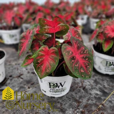 Caladium hortulanum Heart to Heart® Fast Flash™