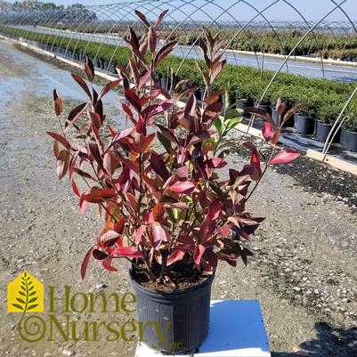 Viburnum nudum 'Winterthur'