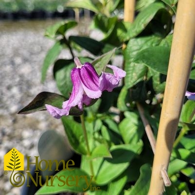 Clematis x 'Stand By Me Pink'