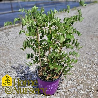 Wisteria macrostachya Summer Cascade™