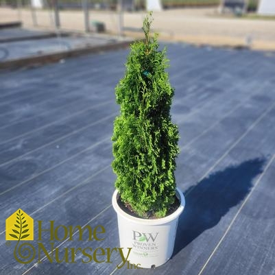 Thuja occidentalis Sting™