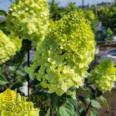 Hydrangea paniculata Limelight Prime®