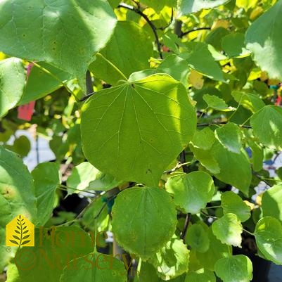 Cercis canadensis 'Pink Heartbreaker'