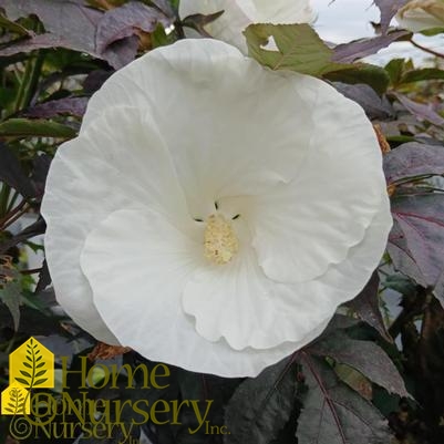 Hibiscus x Summerific® 'Cookies and Cream'