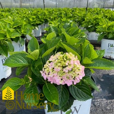 Hydrangea macrophylla Wee Bit Innocent™