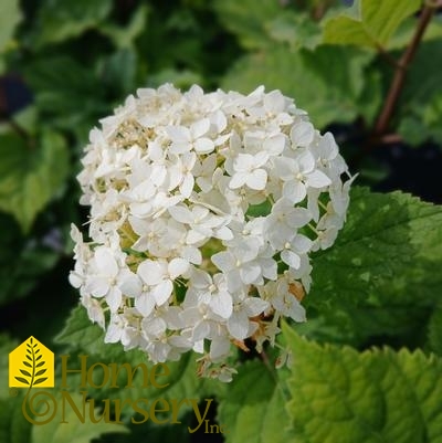 Hydrangea arborescens FlowerFull™