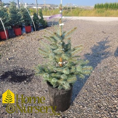 Picea pungens 'Blue Diamond'