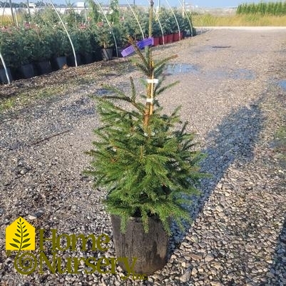 Picea abies 'Royal Splendor'