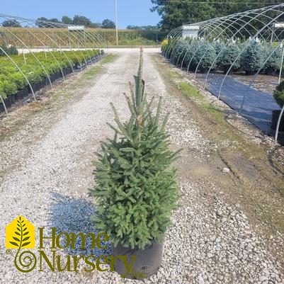 Picea glauca 'Montrose Charm'