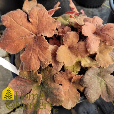 Heucherella 'Pumpkin Spice'