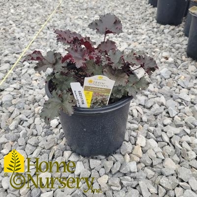 Heuchera 'Black Taffeta'