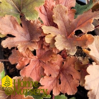 Heucherella x Fun and Games® 'Hopscotch'