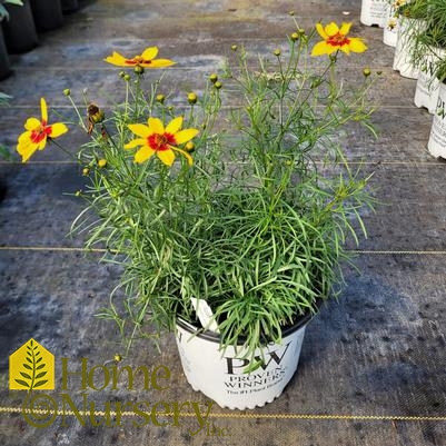 Coreopsis verticillata Designer Threads™'Golden Needles'