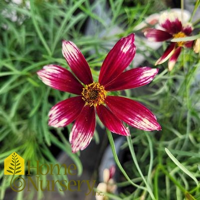 Coreopsis verticillata Designer Threads™'Heartstrings'