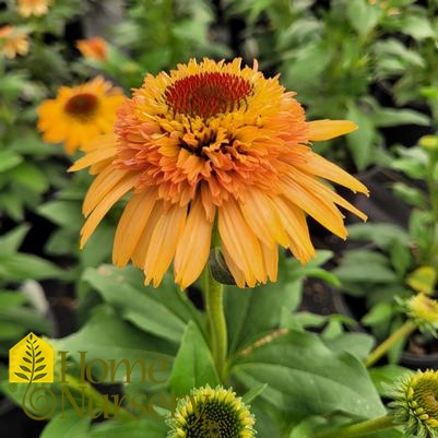 Echinacea purpurea Supreme™Cantaloupe