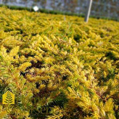 Juniperus Golden Pacific™