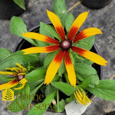 Echibeckia™ Summerina® Blazing Fire 