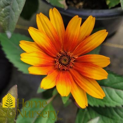 Heliopsis hel var scabra 'Burning Hearts'