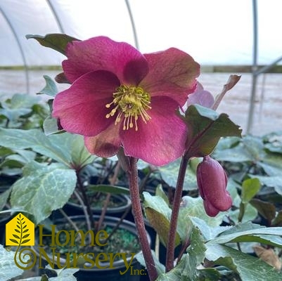 Helleborus x Frostkiss® Anna's Red