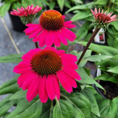 Echinacea x Fuchsia Fandango