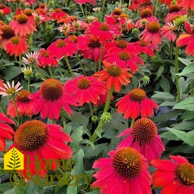 Echinacea x Summersong™ Firefinch™