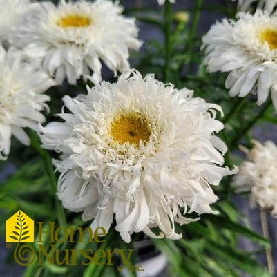 Leucanthemum superbum Amazing Daisies® 'Marshmallow'