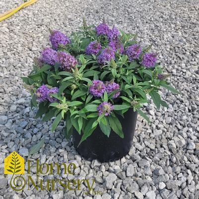 Buddleia Chrysalis Steel Blue