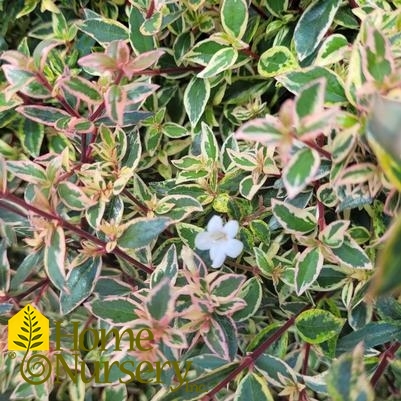 Abelia x grandiflora Vanilla Brandy™